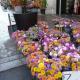 France Photo:  #45